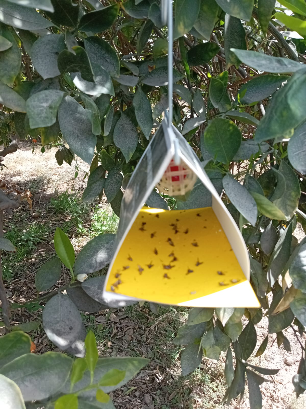 WhatsApp Image 2026-01-06 at 3.11.11 PM